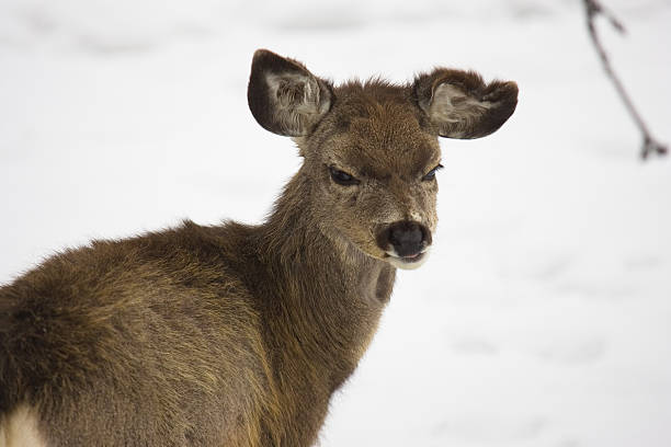 istock Closeup of young mule deer 145844332