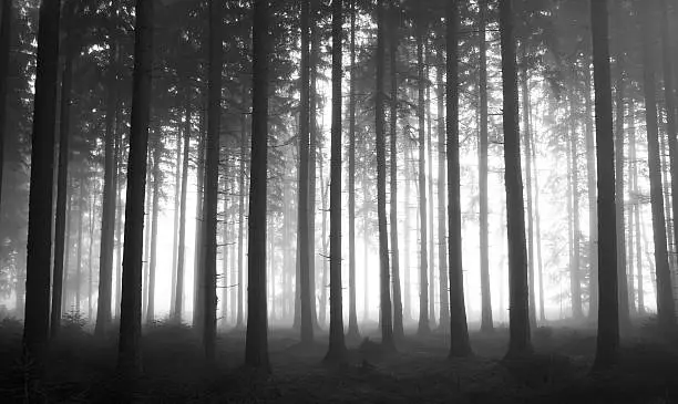 Forest,Botany,Evening Mood,Morning Mood,Ghostly,Concept,Fog,Calm,Mood,Silence,BAume,