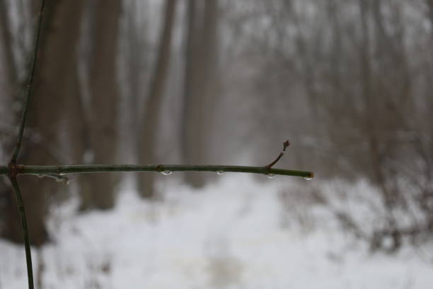 Winter foggy woods