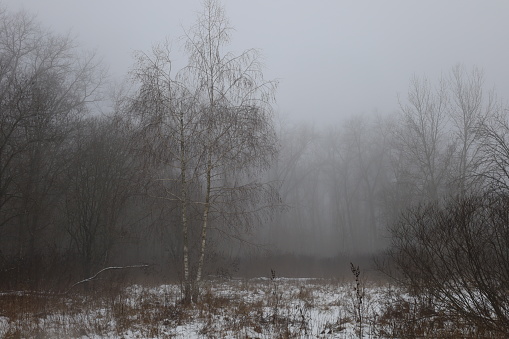 Winter foggy woods