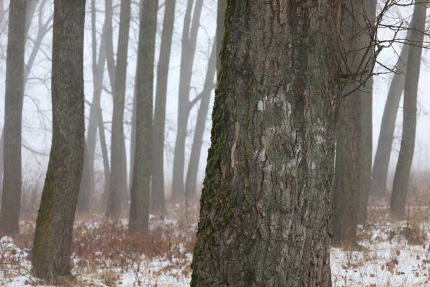 Winter foggy woods