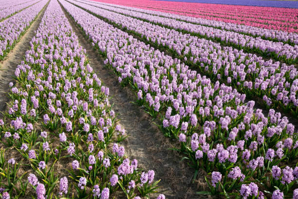 Rows of hyacinths in different colors on the Dutch bulb fields.