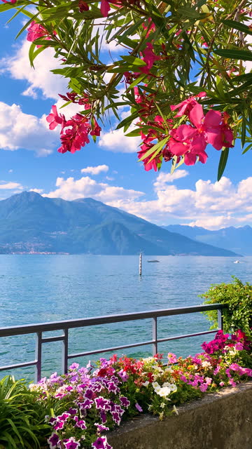 Bellagio town in Nerium oleander blooms. Lake Como, Italy