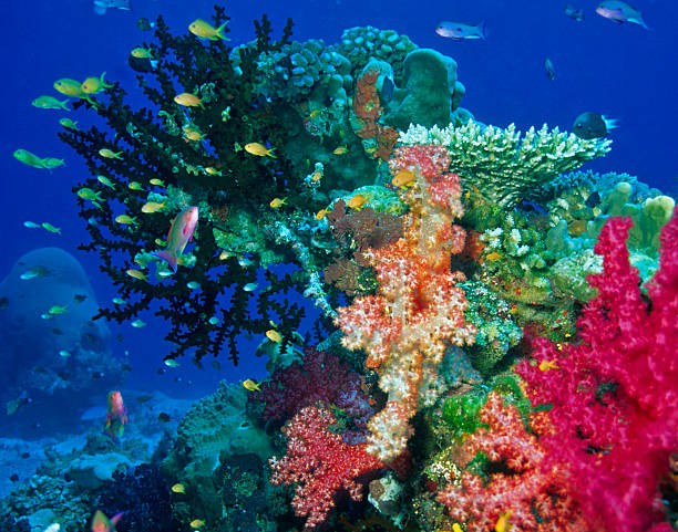 Soft coral reef scene Beauitful Fiji soft coral gardens taveuni stock pictures, royalty-free photos & images