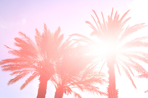 Palms and sun in the summer