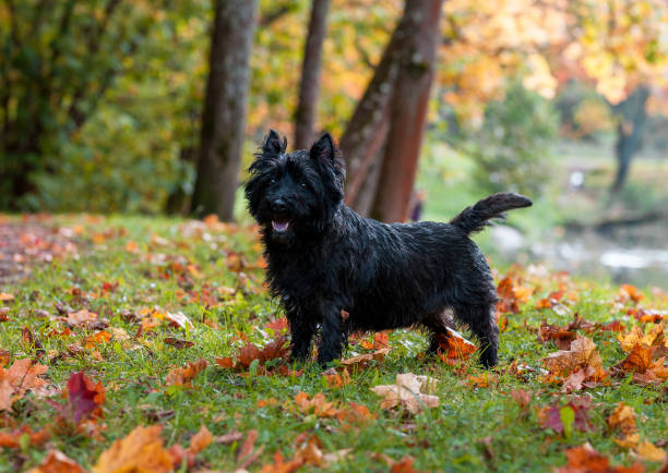 istock Cairn Terrier Dog Standing on the grass. Autumn Background. 1458445561