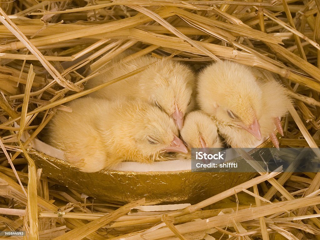 Четыре ребенка chick - Стоковые фото Горизонтальный роялти-фри