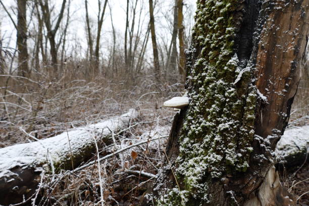 This is a photograph of fungi growing up the trunk of a tree in the forest on a spring day in Mahwah, New Jersey.
