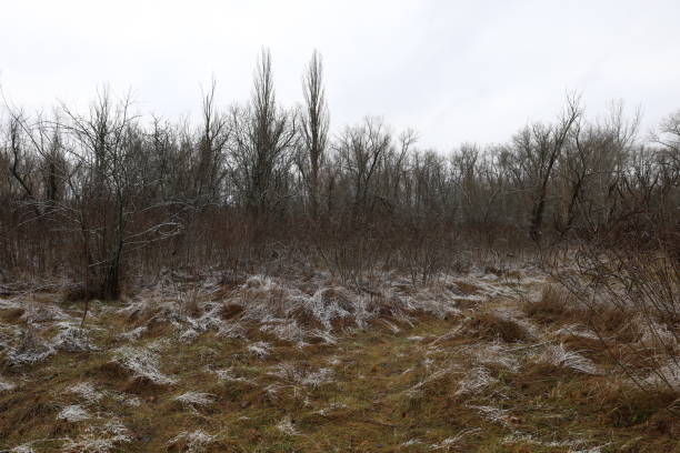 istock winter forest atmosphere, winter nature 1458446663