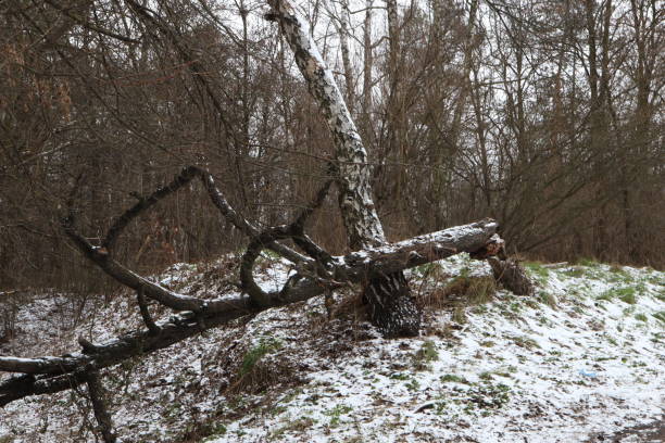 istock winter forest atmosphere, winter nature 1458446768