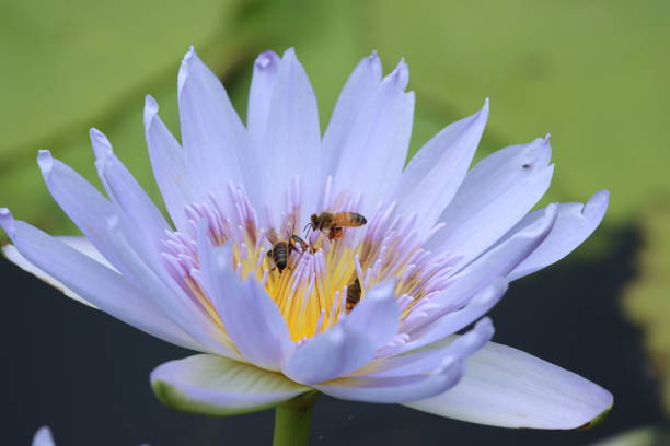 istock lilac water lily with bees 1458446812