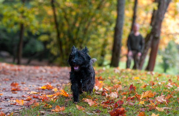 istock Cairn Terrier Dog Walk on the grass. Autumn Background. 1458447501