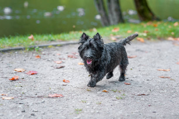 istock Cairn Terrier Dog Running on the path 1458447571