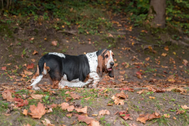 istock Basset Hound Dog Walks on the Path. Portrait. 1458447755