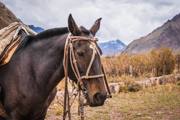istock Horse in a background mountain. 1458447777