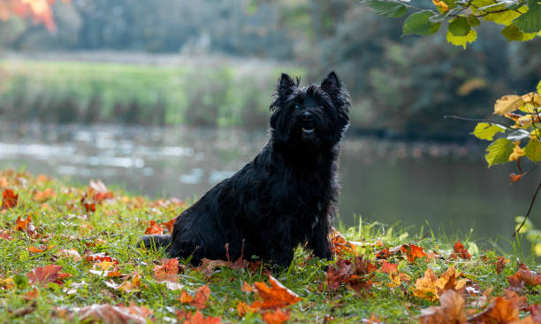 istock Cairn Terrier Dog on the grass. Autumn Background. 1458449376