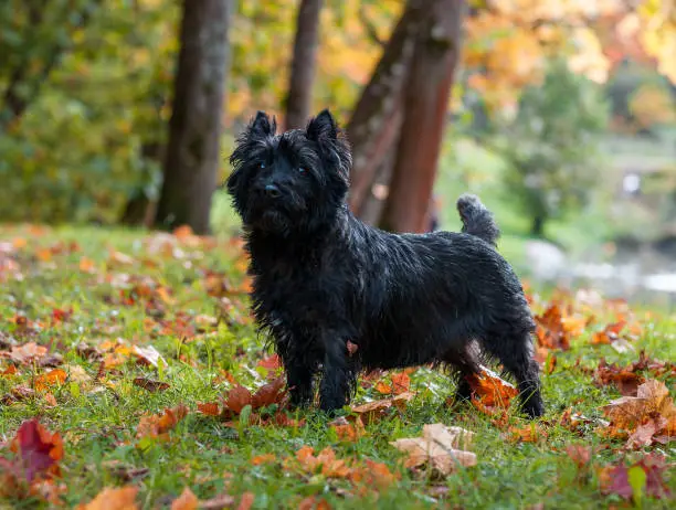 Cairn Terrier Dog on the grass. Autumn Background.
