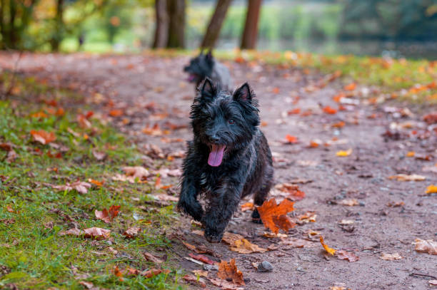 istock Cairn Terrier Dog Running on the grass. Autumn Background. 1458450366