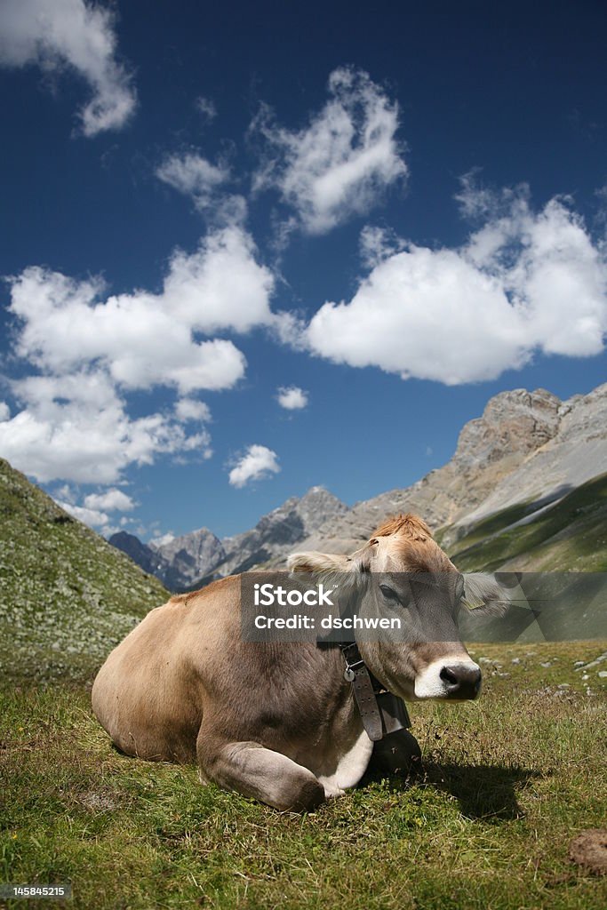 Kuh in den Schweizer Alpen - Lizenzfrei Alpen Stock-Foto