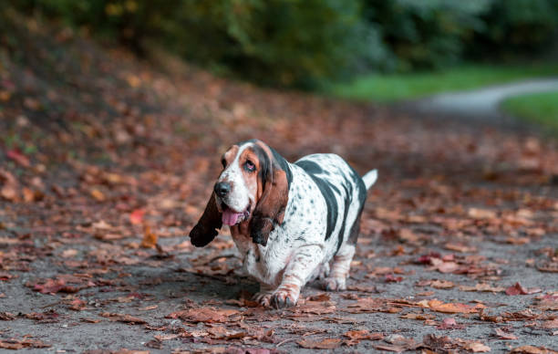 basset hound dog cammina sulle foglie autunnali. ritratto - basset hound foto e immagini stock