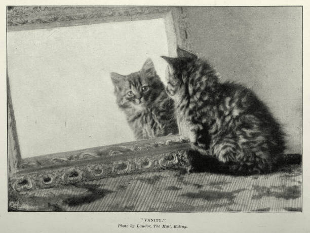 vintage-fotografie einer katze im spiegel, eitelkeit, viktorianische katzen, 1897, 19. jahrhundert - cute kitten pics stock-grafiken, -clipart, -cartoons und -symbole