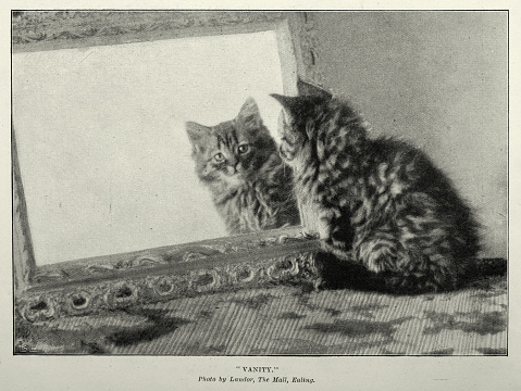 Vintage illustration after a Photograph of Cat looking in a mirror, Vanity, Victorian cats, 1897, 19th Century