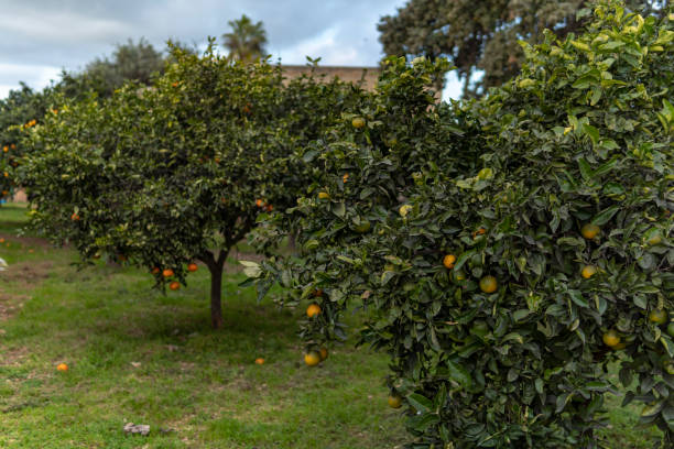 istock Rural field of organic orange trees 1458452617