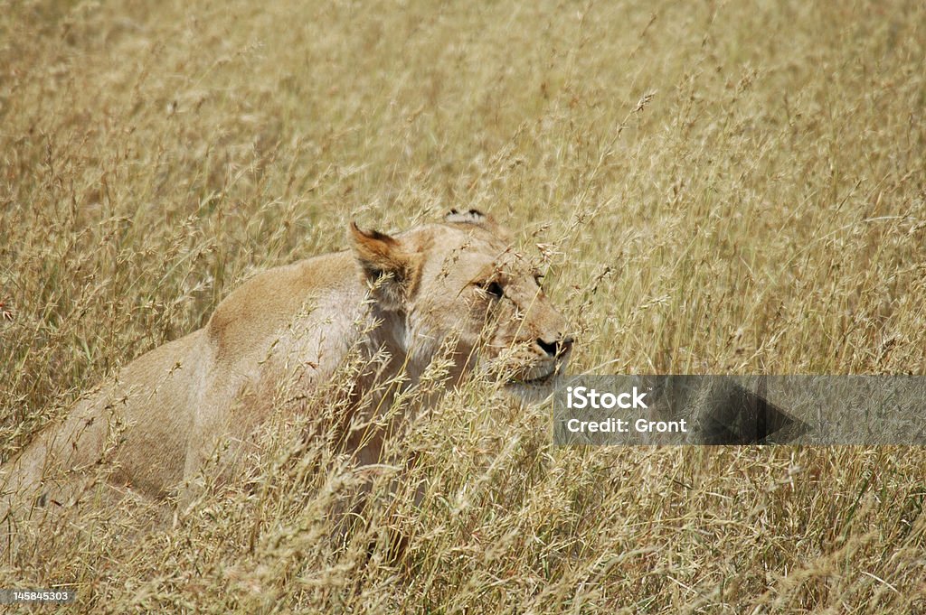 leonessa - Foto stock royalty-free di Africa