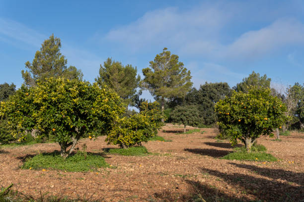 istock Rural field of organic orange trees 1458453534