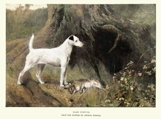 ilustrações de stock, clip art, desenhos animados e ícones de dame fortune by arthur wardle, smooth fox terrier dog standing over a dead rabbit, victorian art - rabbit hunting