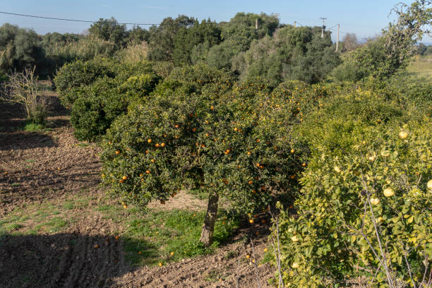 istock Rural field of organic orange trees 1458453846