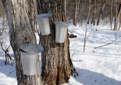 three buckets on trees collecting maple tree sap for syrup production