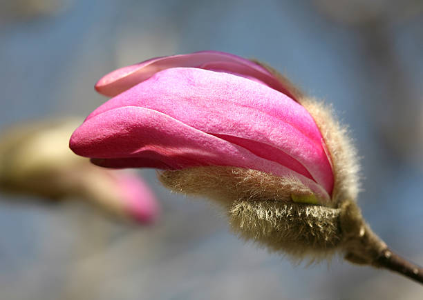 macro tiro di magnolia bocciolo - sky brightly lit branch bud foto e immagini stock