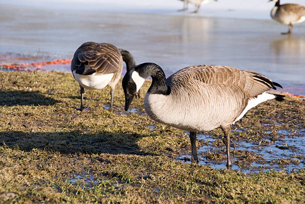 istock Geese Relaxing at the Park 145845639