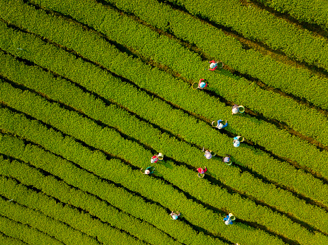Aerial view of farmer picking tea leave in the morning along the hillside mountain for harvest season