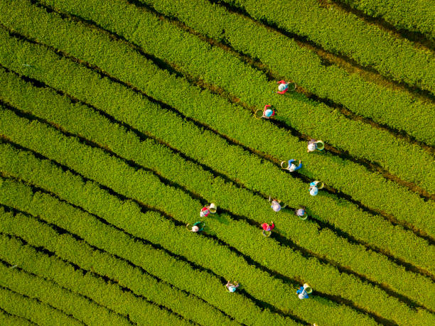 widok z lotu ptaka rolnika zbierającego rano herbatę wzdłuż góry na zboczu wzgórza na zbiory - tea crop picking women agriculture zdjęcia i obrazy z banku zdjęć