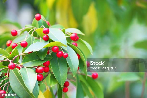 Ilex Pedunculosa Stock Photo - Download Image Now - Berry, Color Image, Green Color