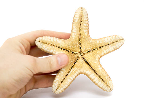 istock great sea star isolated and human hand 145845838