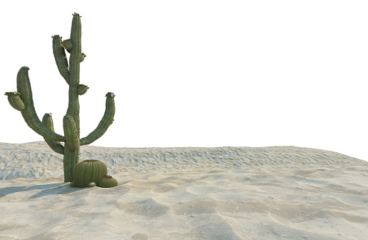 3D desert cactus render on white background