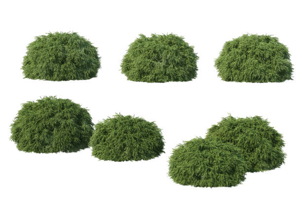 istock 3d render Shrubs and flower on a white background 1458458757