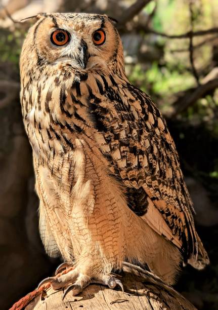 istock Eurasian Eagle Owl Adult 1458458762