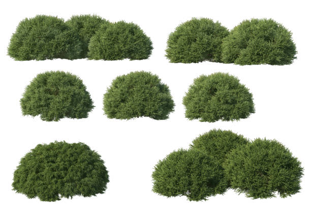 istock 3d render Shrubs and flower on a white background 1458458786