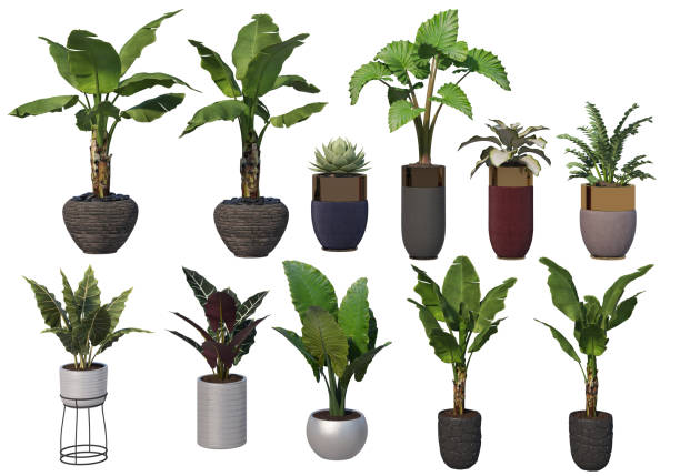 istock 3D render potted house decoration plants on white background 1458458943