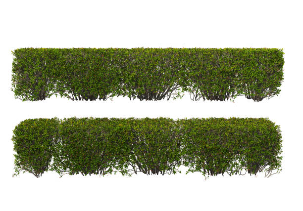 istock 3d render Shrubs and flower on a white background 1458459091