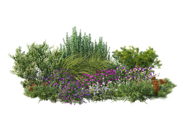 istock 3d render Shrubs and flower on a white background 1458459167