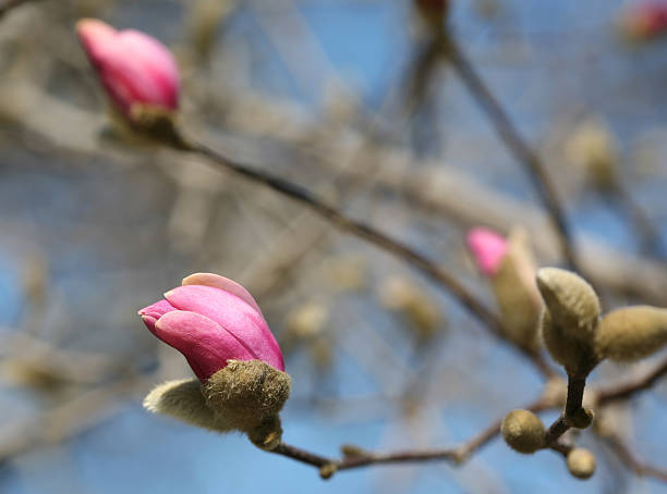 macro tiro di magnolia bocciolo a marzo - sky brightly lit branch bud foto e immagini stock