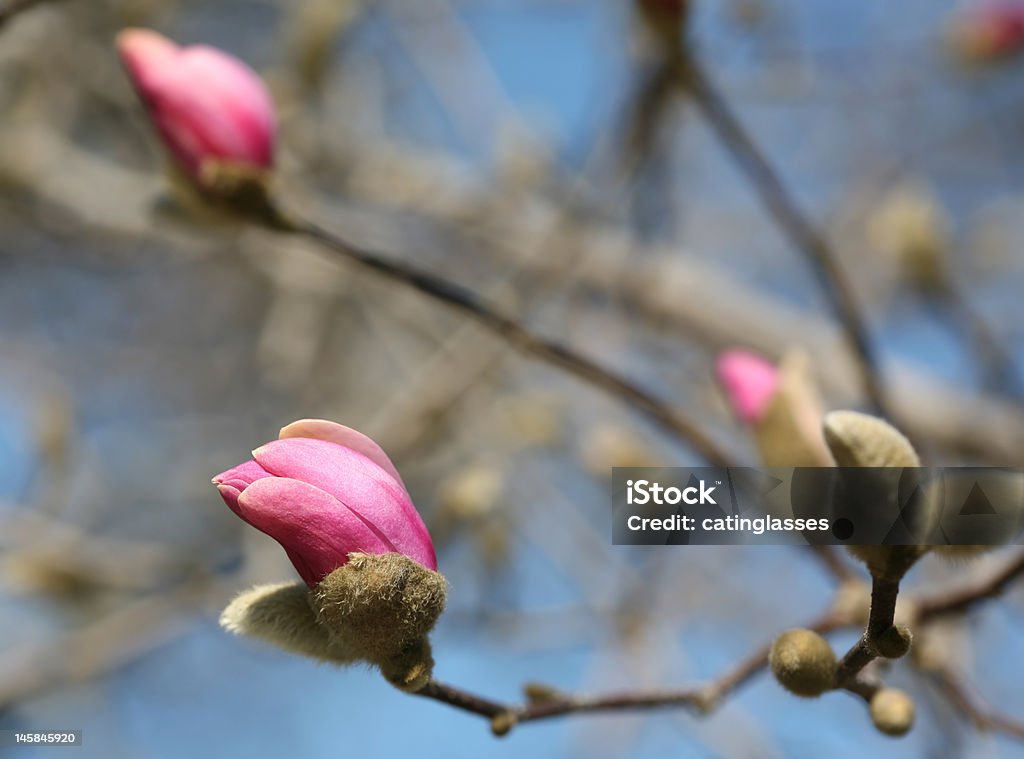 Makro strzał z Magnolii bud w marcu - Zbiór zdjęć royalty-free (Bez ludzi)