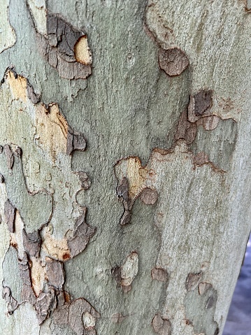 Platanus Tree trunk texture