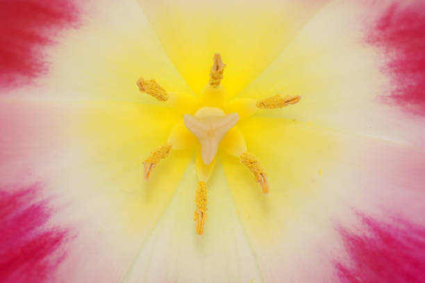 nahaufnahme einer tulpenstempelblume als hintergrund - germany postage stamp yellow red stock-fotos und bilder