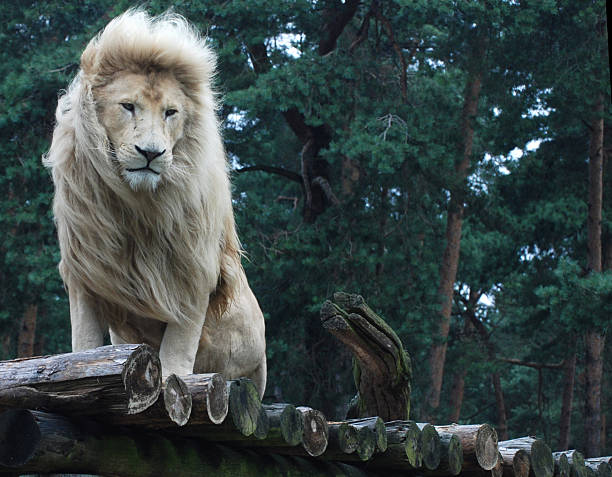 White lion on wooden logs staring at the unknown